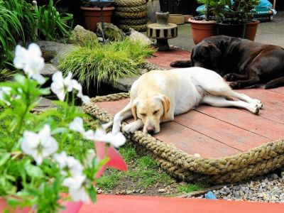 Rośliny przyjazne psom