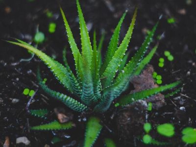 Jak dbać o aloes?
