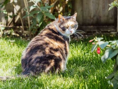 Jak odstraszyć koty z ogrodu?