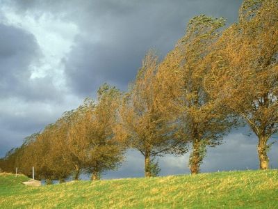 Jakie drzewa sadzić, by chroniły dom przed wiatrem?