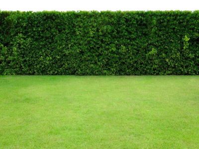 Jak sadzić żywopłot?